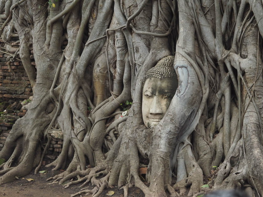 Ayutthaya Sehenswürdigkeit Wat Mahathat der Buddha Kopf im Baum